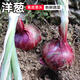 密水農(nóng)家自種新鮮紫皮蔥頭 小洋蔥新鮮時令蔬菜 紫洋蔥 500g
