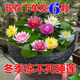 虹毅睡蓮池塘養殖水生水培植物四季睡蓮花苗種根水養花卉庭院盆栽開(kāi)花 混色睡蓮種苗 6個(gè) 裸根不帶土