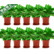 美外綠蘿盆栽室內植物綠植水培長(cháng)藤垂吊大葉綠籮陽(yáng)臺 11O#原裝盆綠蘿拖盤(pán)10盆+4肥