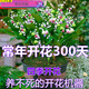 京佳樂(lè )濃香鈴蘭花盆栽花卉蘭花跟小型花卉耐寒蘭花盆栽室內室外帶根帶芽 ：混合裝【四季開(kāi)花】 10棵裝【芽帶根】開(kāi)花爆盆