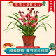 劉閣蘭花蘭花苗 墨蘭精品紅素大花 胭脂紅 夏帶花苞出售好養花卉盆栽綠植 紅寶石4苗連體當年開(kāi)花