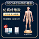 宋天圣中醫針灸穴位人體模型可扎針全身硅膠銅人十二經(jīng)絡(luò )圖真人形小皮人 【升級款】55cm- 256穴 簡(jiǎn)易骨架 男版