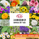 壽禾 花種子苗薄荷波斯菊太陽(yáng)花格?；ㄏ蛉湛ǚN籽 20種花草種子套餐