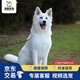 福貝純享德國(guó)牧羊犬德牧幼犬狼狗東德寵物狗活體【咨詢(xún)客服1V1視頻選寵】 寵物級(jí) C款 公