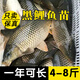 榮郁大品種稻田鯉魚(yú)苗淡水養殖建鯉豐鯉魚(yú)苗草魚(yú)苗大種工程鯽魚(yú)苗包活 鯉魚(yú)苗2-3厘米1000條送20%防損