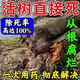 爛樹(shù)根劑大樹(shù)除樹(shù)一滴死一針倒強力除樹(shù)劑殺大樹(shù)爛根王專(zhuān)用藥正品 三瓶裝【見(jiàn)效超快】 100ml 3瓶