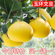 呆果丁玉環(huán)文旦柚苗嫁接柚子苗文旦柚子樹(shù)苗當年結果地栽南北方種果樹(shù)苗 3年精選苗明年結果（包成活 適合新手種植）