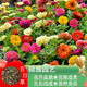 碩雅園藝百日草種子四季開(kāi)花草種子室外陽(yáng)臺(tái)庭院組合花卉種籽盆栽鮮花種子 混色百日草 半斤