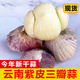 辰實(shí)【新干蒜】云南紫皮蒜 新蒜三丫蒜頭 三瓣蒜 新鮮紫皮蒜 臘八蒜 3斤（大號）