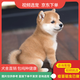 伊寵純種小柴犬日本柴犬幼犬活體柴犬幼犬寵物狗小柴活體幼犬小型犬 寵物級 母