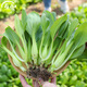 壽禾 20天雞毛菜種子四季小青菜秋冬季蔬菜小白菜油菜上海青陽(yáng)臺菜籽 雞毛菜種子100g（50gx2包）