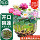 壽禾 碗蓮種子苗水培土培荷花已開(kāi)口花卉種籽 開(kāi)口碗蓮種子15粒