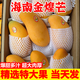 海南金煌芒水仙的芒凱特的芒果黃金芒新鮮當(dāng)季水果大青的芒大芒果 9斤特大果（單果400g+）