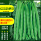 蔬菜籽種大全四季辣椒種籽白菜種孑陽(yáng)臺菜種秋冬季種植香菜空心菜 玫紅色 紅花四季豆約40粒