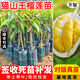 芥圃榴蓮苗 嫁接金枕榴蓮苗南方種植 官方旗艦 黑刺貓山王榴蓮果樹(shù)苗 嫁接貓山王榴蓮苗 【帶土帶葉】 1年苗 高度：30-50公分高