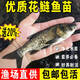 花鰱魚苗活體淡水養(yǎng)殖食用冷水觀賞鮮活鰱鳙魚苗批發(fā)淡水魚附近本地雄魚大頭胖頭魚苗 50條10-13厘米花鰱魚苗【多發(fā)10%防損】