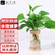 九千谷綠蘿水培植物綠植盆栽桌面懶人綠植擺件含玻璃瓶竹托源頭直發(fā)