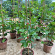 欽蜜9號百香果樹果苗純甜黃金百香果苗庭院盆栽當(dāng)年結(jié)果帶土四季 1棵80-1米高欽密9號種植1個月 百香果