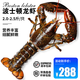 鮮承 龍蝦鮮凍超大波龍波士頓大龍蝦年貨送禮海鮮禮盒 2.0-2.5斤/只