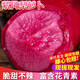 果真秀紫美人鳳梨水蘿卜紅心紅皮蘿卜濰坊沙窩心里美蘿卜新鮮 3斤 紫美人蘿卜