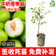 草木旺草木旺青棗樹(shù)苗嫁接臺灣大青棗蘋(píng)果棗牛奶棗果苗冬棗樹(shù)苗果樹(shù)苗 嫁接牛奶棗苗 帶土帶葉 1年苗 高度：20-40公分