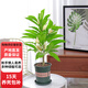 歐芽   白蘭花盆栽花卉植物室內花四季黃角蘭白玉蘭花樹(shù)苗老樁開(kāi)花 白蘭3年苗【40-50cm高】 不含盆