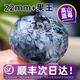 云南高山藍(lán)莓鮮果應(yīng)季新鮮大果藍(lán)莓2斤孕婦寶寶輔食水果順豐包郵R 兩盒（125g/盒） 12+