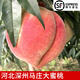 玫梔河北深州大蜜桃馬莊特產(chǎn)水蜜桃大壽桃貢桃中秋禮盒順豐 7-8兩 8個(gè)普通裝