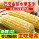土地母親計(jì)劃 云南水果玉米甜玉米 蔬菜新鮮甜嫩金銀水果玉米棒鮮玉米 凈重5斤 約6-8根