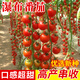 種菜記瀑布番茄種子索菲爾185串收西紅柿種子珍珠瀑布圣女果紅櫻桃番茄 瀑布番茄20粒(索菲爾185)