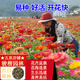 駿楷園林百日草種子重瓣百日菊花海組合四季開(kāi)花草花卉種籽庭院易活花種子 百日草波斯菊混合一斤