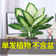 綠有意瑪麗安萬(wàn)年青盆栽特級(jí)大盆銀皇后綠植花卉室內(nèi)客廳四季常青好養(yǎng)活 20-30厘米1株（不含盆） 不含盆