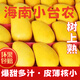海南小臺農(nóng)芒果新鮮現(xiàn)摘小臺芒應(yīng)當(dāng)季熱帶水果特產(chǎn)甜心熟芒果整箱 小果(爆甜多汁) 正宗海南小臺芒5斤