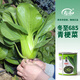 壽禾油菜種子矮腳上海青梗菜蔬菜小白菜快菜秋季壽光蔬種籽四季青菜 冬至685青梗菜種子100g/桶