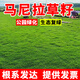 馬尼拉草坪草籽四季常青矮生草皮庭院公園免修剪耐寒耐旱草種子 草坪草籽凈籽10斤