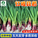 農(nóng)點贊紅根蒜苗種子紅根寬葉大蒜種子自種蒜種陽臺庭院四季播種蒜苗種子 紅根蒜苗種子2袋