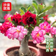 花翁沙漠玫瑰盆栽花卉綠植老樁室內(nèi)陽臺盆景源頭直發(fā) 小苗(顏色隨機)