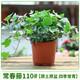 臨雅常春藤盆栽爬藤吊蘭垂吊植物冬季陽(yáng)臺室內四季常青吸甲醛金邊綠植 常春藤110#