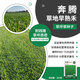 京農研農科院草坪種子藍標高羊茅草籽孑草皮卷早熟禾黑麥草公園庭院綠化 奔騰中檔白標早熟禾 200克