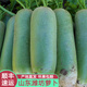 半畝莊園山東濰坊蘿卜新鮮綠蘿卜5斤青皮蘿卜青蘿卜蔬菜生吃【順豐】
