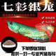 七彩銀龍魚(yú)活魚(yú)招財風(fēng)水魚(yú)銀龍魚(yú)幼苗中大型金龍魚(yú)活魚(yú)熱帶觀(guān)賞魚(yú) 七彩銀龍魚(yú)-送飼料13-15cm