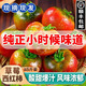 荔口福正宗盤(pán)錦丹東沙瓤鐵皮柿子草莓番茄綠腚番茄新鮮蔬菜果生吃西紅柿 鐵皮柿子 0斤 綠淀番茄 3斤裝【順豐發(fā)貨】