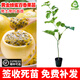 草木旺百香果苗四季黃金雞蛋滿(mǎn)天星百香果樹(shù)苗爬藤果苗庭院陽(yáng)臺 黃金百香果苗 帶土帶葉發(fā)貨 高度：15-30公分