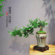 福建茶盆栽精品室內客廳辦公室茶桌綠植 福建茶+荷花陶瓷盆+塑料底座