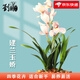 劉閣蘭花建蘭四季蘭花苗矮種禪月達摩 現(xiàn)帶花苞出售桌面盆栽花卉好養(yǎng)綠植 玉嬌2苗連體裸根