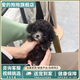 愛(ài)的抱抱純種泰迪幼犬飛耳灰泰迪長(cháng)不大茶杯犬灰色泰迪貴賓犬活體寵物狗狗 血統級 灰泰迪 公