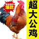 大公雞生鮮 新鮮宰殺大公雞農(nóng)家土公雞肉散養(yǎng)大公雞 當(dāng)年大公雞  殺后2.5斤