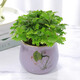 愛(ài)你一萬(wàn)年含羞草小盆栽室內陽(yáng)臺植物四季常青易種花卉怕羞草害羞草趣味植物 含羞草【紫色蓮蓬馬卡龍盆】