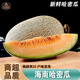 南步海南哈密瓜 曉蜜25號玫瓏瓜甜瓜西州蜜網(wǎng)紋瓜孕婦新鮮水果禮盒裝 哈密瓜 5斤 優(yōu)選果【2個(gè)裝】禮盒