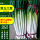 蔬菜籽種大全四季辣椒種籽白菜種孑陽臺(tái)菜種秋冬季種植香菜空心菜 褐色 章丘大蔥約1000粒
